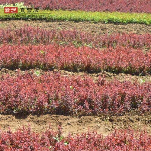 绿化苗花坛灌木篱笆苗紫叶小檗