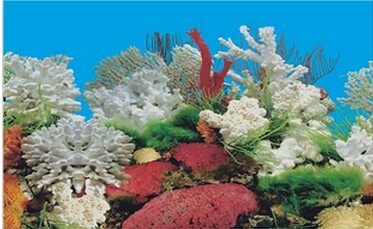 J62博宇背景画60厘米清晰透明 鱼缸背景画 背景纸 10元1米