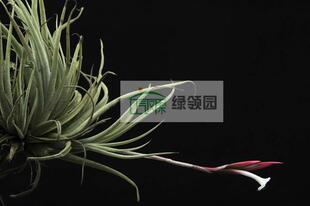 空气凤梨【展示】Tillandsia lorentziana 热带版诺伦兹（大号）