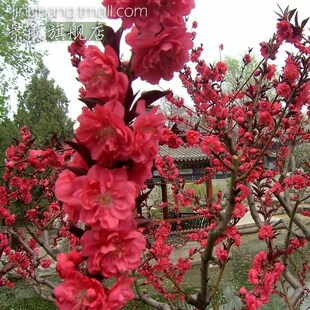 紫叶桃红叶桃红叶碧桃紫叶碧桃桃花树苗庭院观赏路边风景树绿化苗