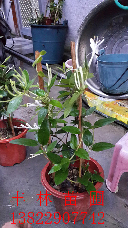 金银花苗、忍冬、金银藤、银藤、花卉盆栽苗、、