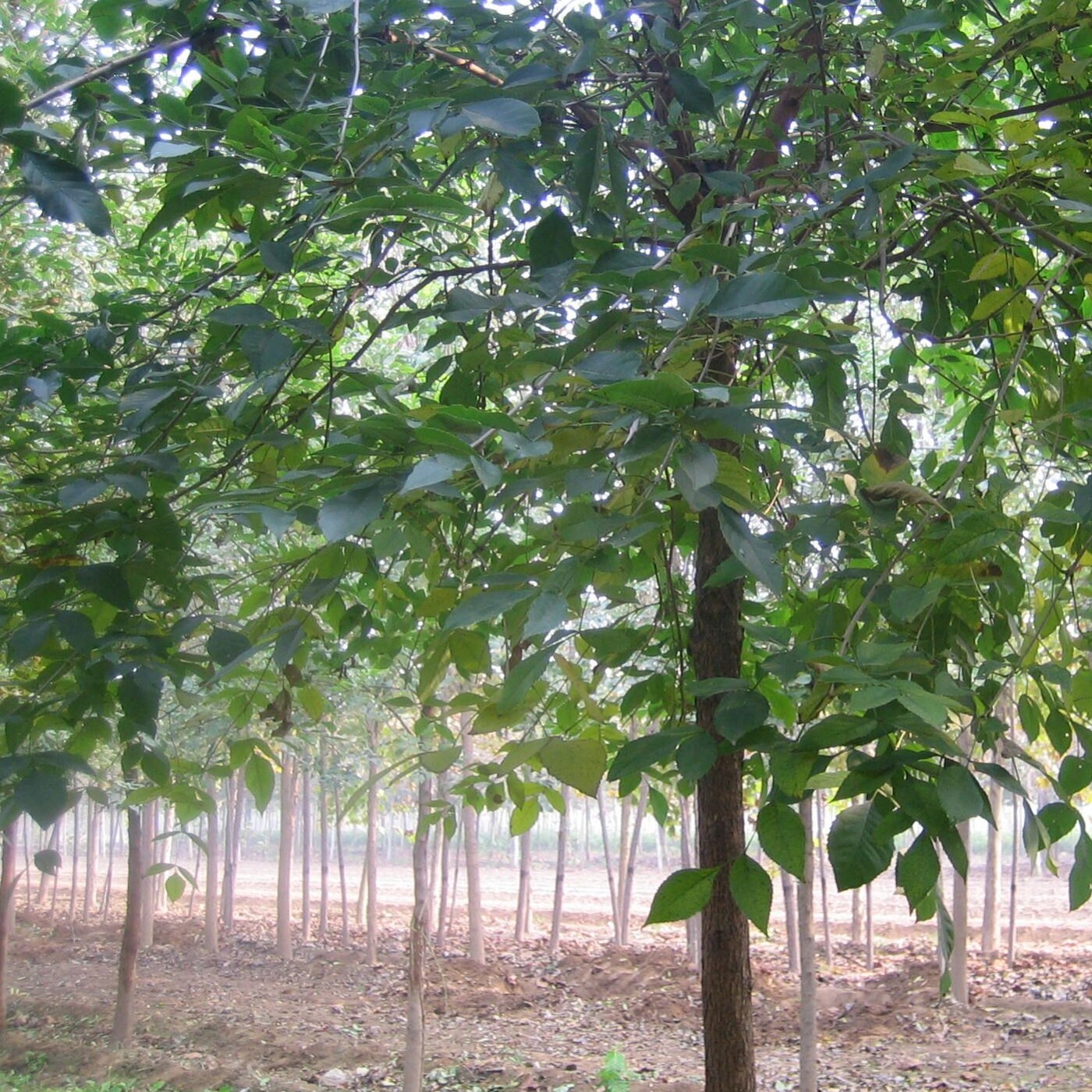 大叶女贞树大叶女贞小苗桢树高杆女贞蜡树四季常青绿化苗行道树苗