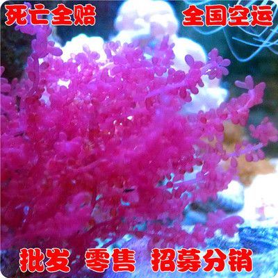 进口红葡萄藻-海水观赏鱼-活体- -珊瑚水族-死亡包赔