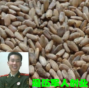 水飞蓟籽水飞蓟中药材 水飞蓟种子 奶蓟种子 水飞蓟500克1件包邮