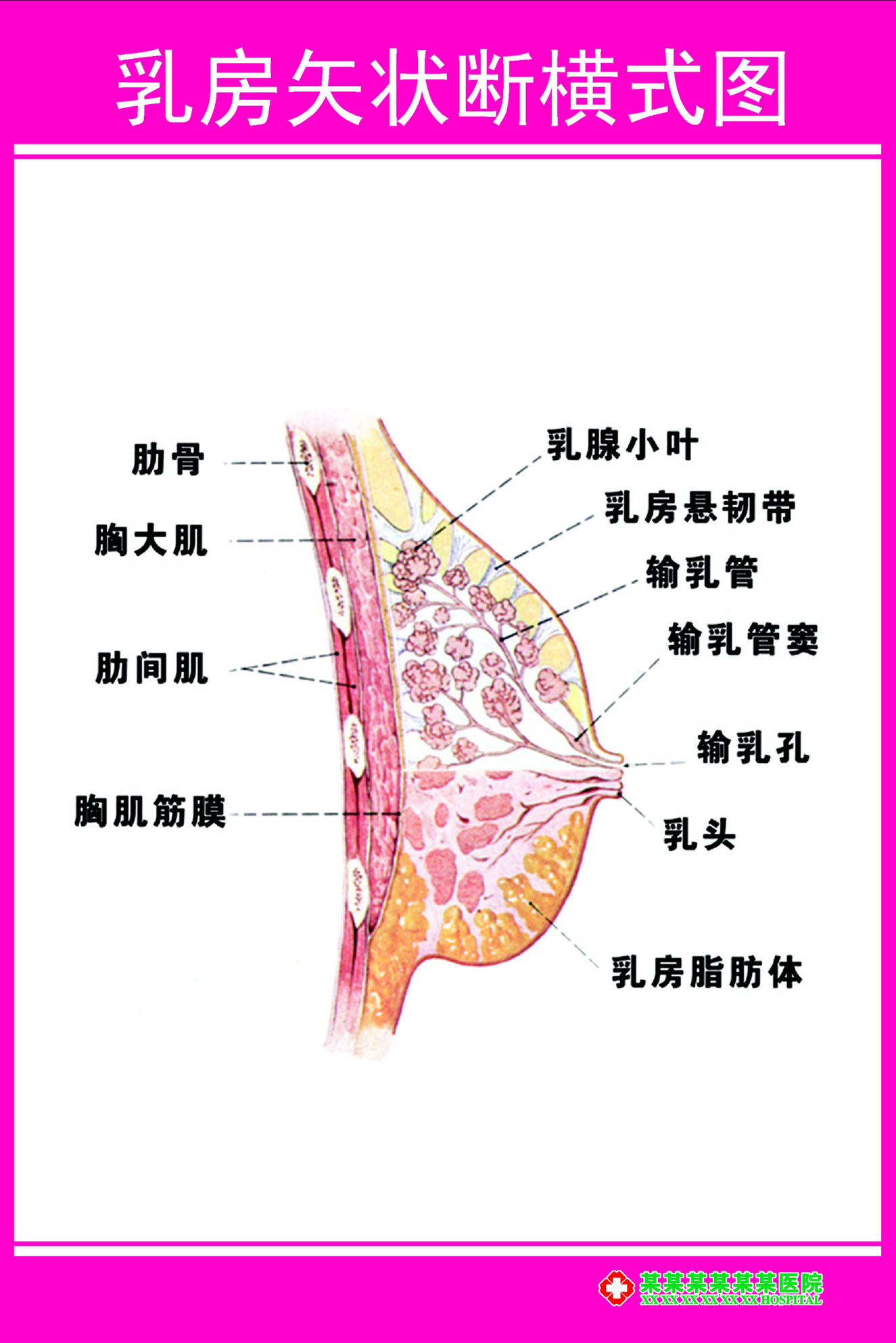 429海报印制海报展板素材51妇科解剖图乳房矢状断横式图