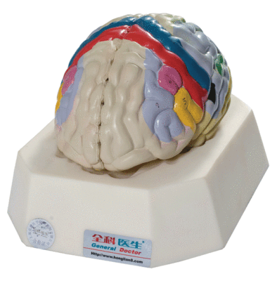 大脑皮质功能定位模型GD/A18205/人体解剖模型/正常比例