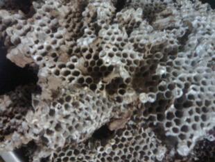 自然野生家蜂房-露蜂房/马蜂窝/胡蜂窝/蜂巢/野蜂窝 5.8元/50g