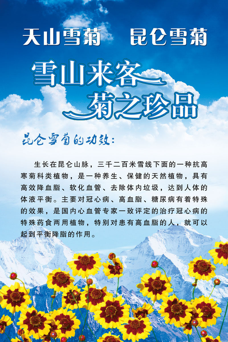577海报印制海报展板素材517,昆仑雪菊的功效