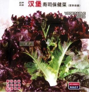 汉堡寿司保健菜营养好吃紫叶生菜四季 盆栽蔬菜种子籽孑 春夏秋冬季