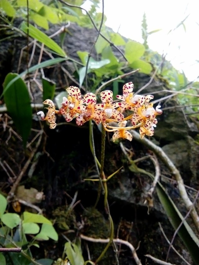 绿植喜阴兰花室内阳台花卉夏季