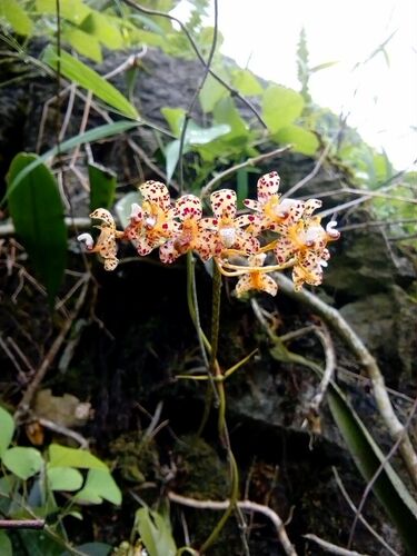 绿植喜阴兰花室内阳台花卉夏季