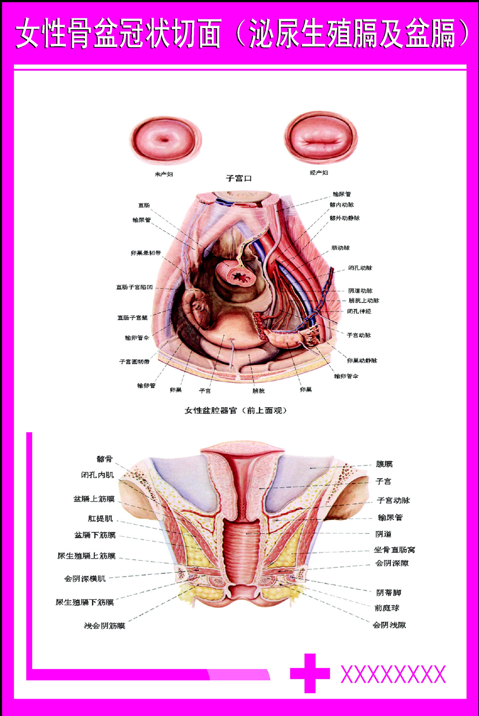 海报印制338人体海报展板36女性骨盆冠状切面 非高清图