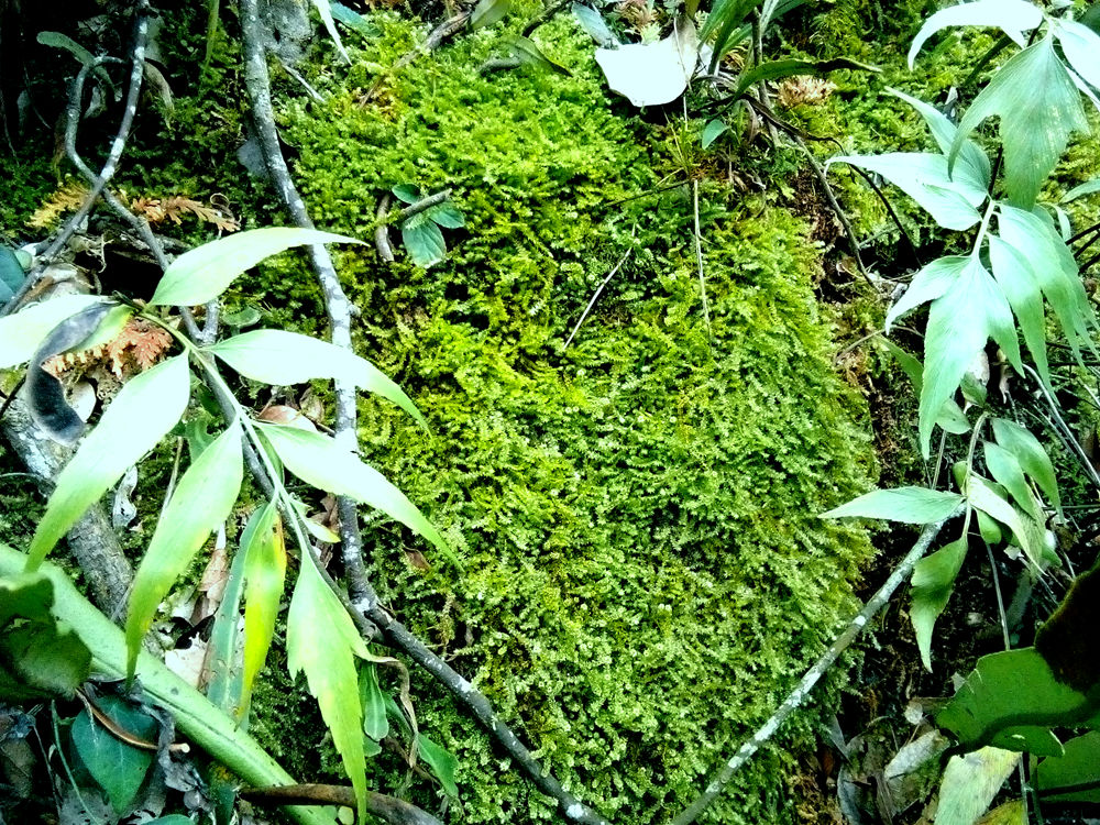 鲜活苔藓 植物保湿微景观多肉盆栽生态缸水陆缸热带雨林造绿植