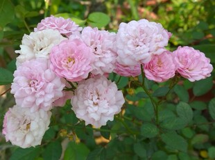 阳台庭院观花盆栽花卉 粉黛月季花苗 一株高约20厘米多分枝苗