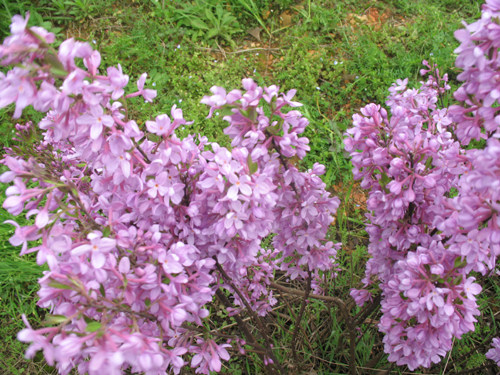 宝天曼山珍 芫花苗 观花盆景包活10老店买5送1