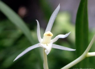 清仓价兰花壮苗特香纯白花 四季兰建兰 玉雪天香 免邮