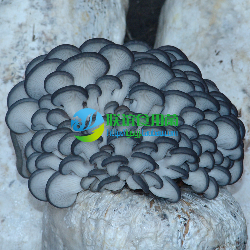 食用菌 菌种 春秋 灰黑色平菇 姬菇 二级种 【姬菇3108】 原种