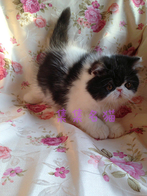集集名猫 cfa注册猫舍纯种加菲猫dd 黑白双色dd sold