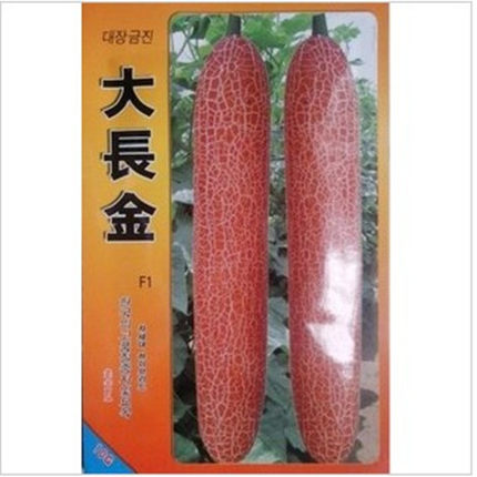 寿光蔬菜种子大长今麻皮东北秋季金星二号皇冠老黄瓜种子菜园基地