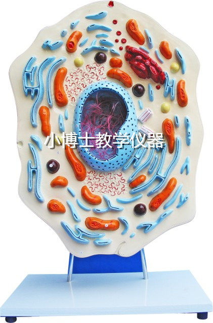 动物细胞解剖模型 显微结构 生物器材 教学仪器 厂家直销 冲钻价