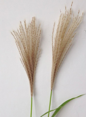仿真植物芦苇干花仿真植物
