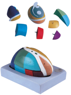 丘脑放大模型/ 丘脑外侧核 人体神经系统解剖模型GD/A18213