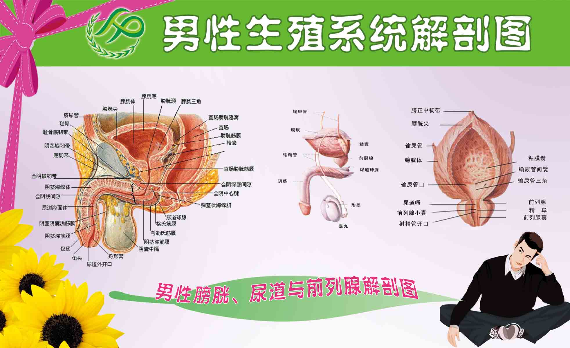 海报印制305素材人体器官展板91男性生殖系统解剖图 PS非高清图