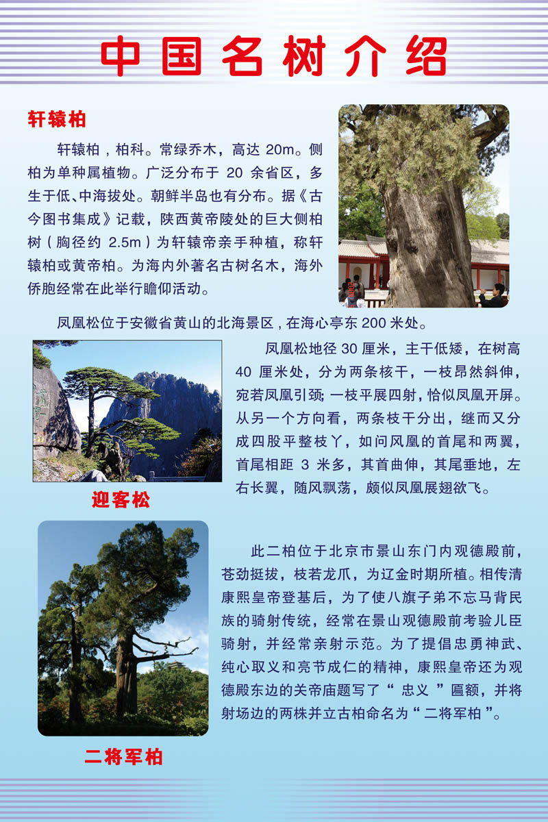 海报印制208海报展板素材(制作)60学校百科中国名树介绍