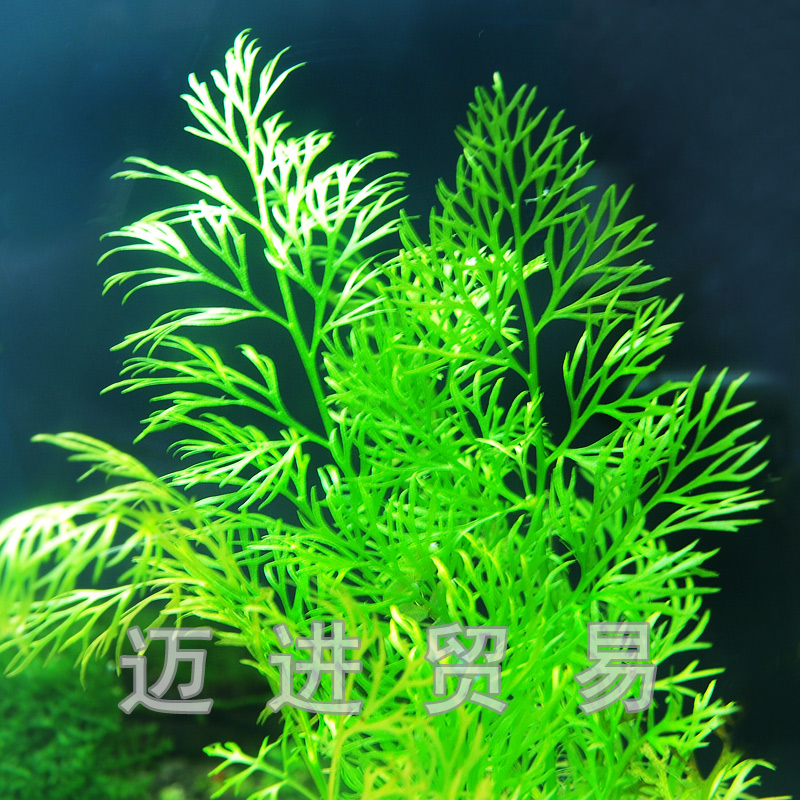 自养 细叶水芹6支水中叶草缸鱼缸淡水真水草植物 中后景造景水草