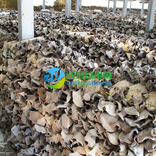 食用菌菌种 白背木耳新品种 毛木耳种 木耳 【新耳王F1】原种