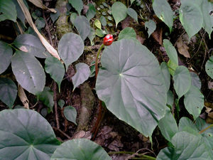 喜阴花卉秋海棠植物秋海棠庭院