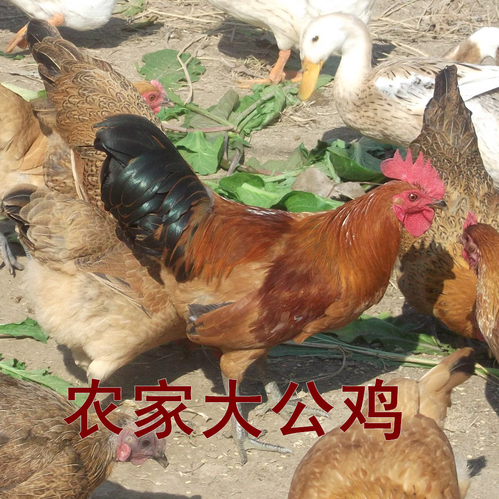 散养土公鸡苏北老公鸡
