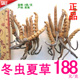 青海玉树冬虫夏草3根 克188元 克
