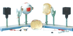 眼球仪 A17108/解剖模型