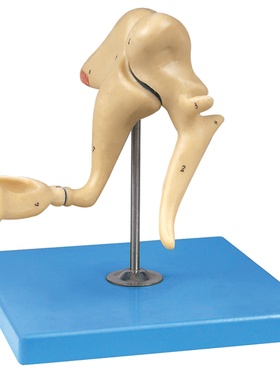 听小骨放大模型/耳内结构解剖模型/人体听小骨GD/A17203