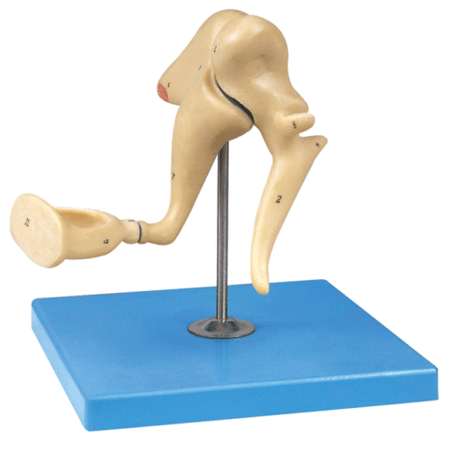 听小骨放大模型/耳内结构解剖模型/人体听小骨GD/A17203