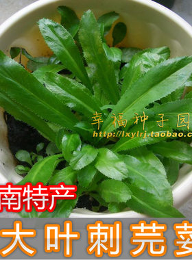 【云南刺芫荽种子】野香菜缅阿佤