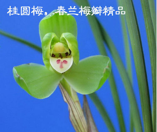 清仓价兰花春兰老品种 精品  桂圆梅 35元/苗 免邮