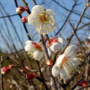 梅花盆栽地栽梅花树苗白梅梅花中好的品种号称白衣天使梅花树苗