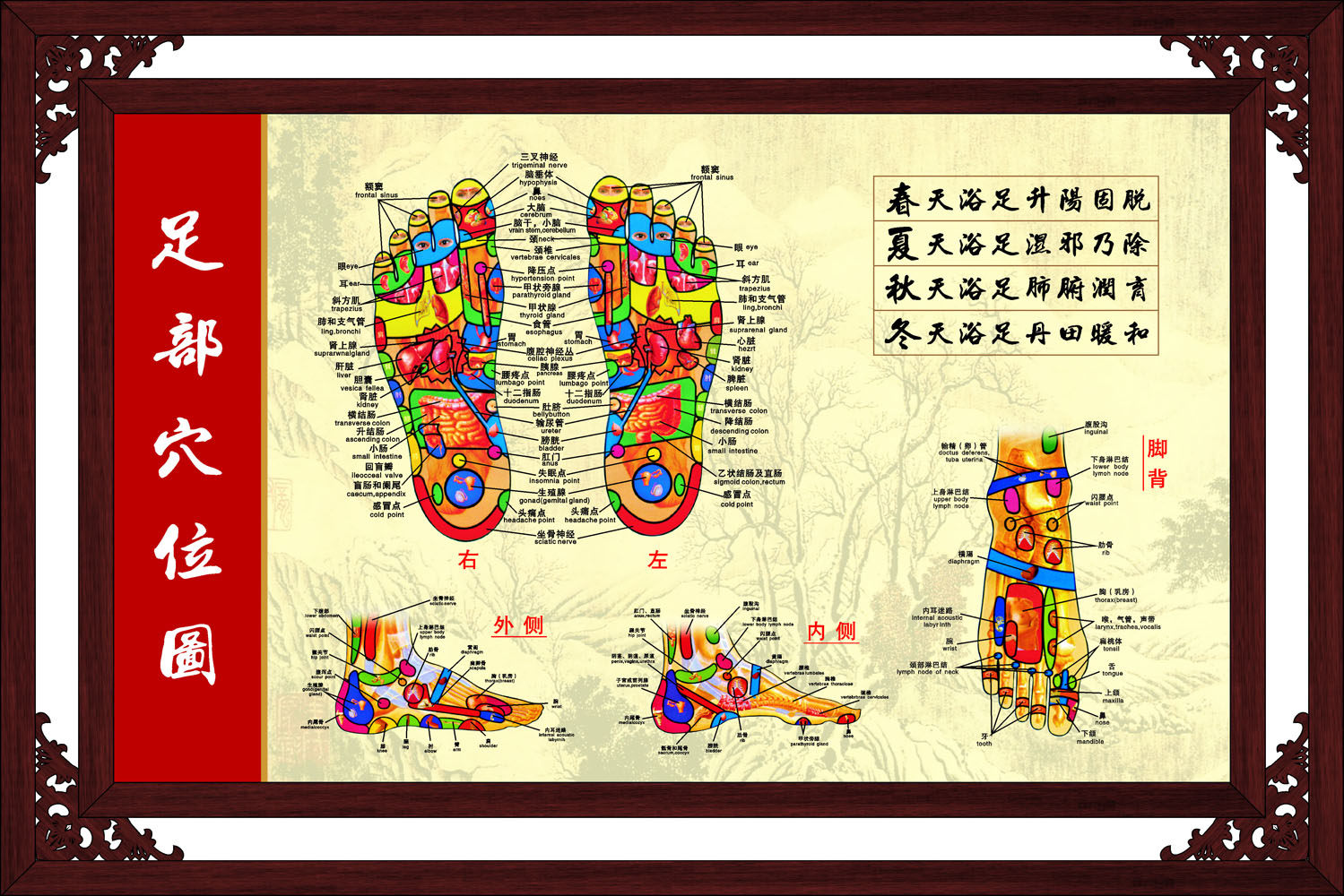 569海报印制海报展板素材220足部穴位图(4) 非高清图
