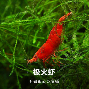 大个红极火虾火焰虾除藻观赏虾清洁虾易繁殖爆缸鲜艳红色