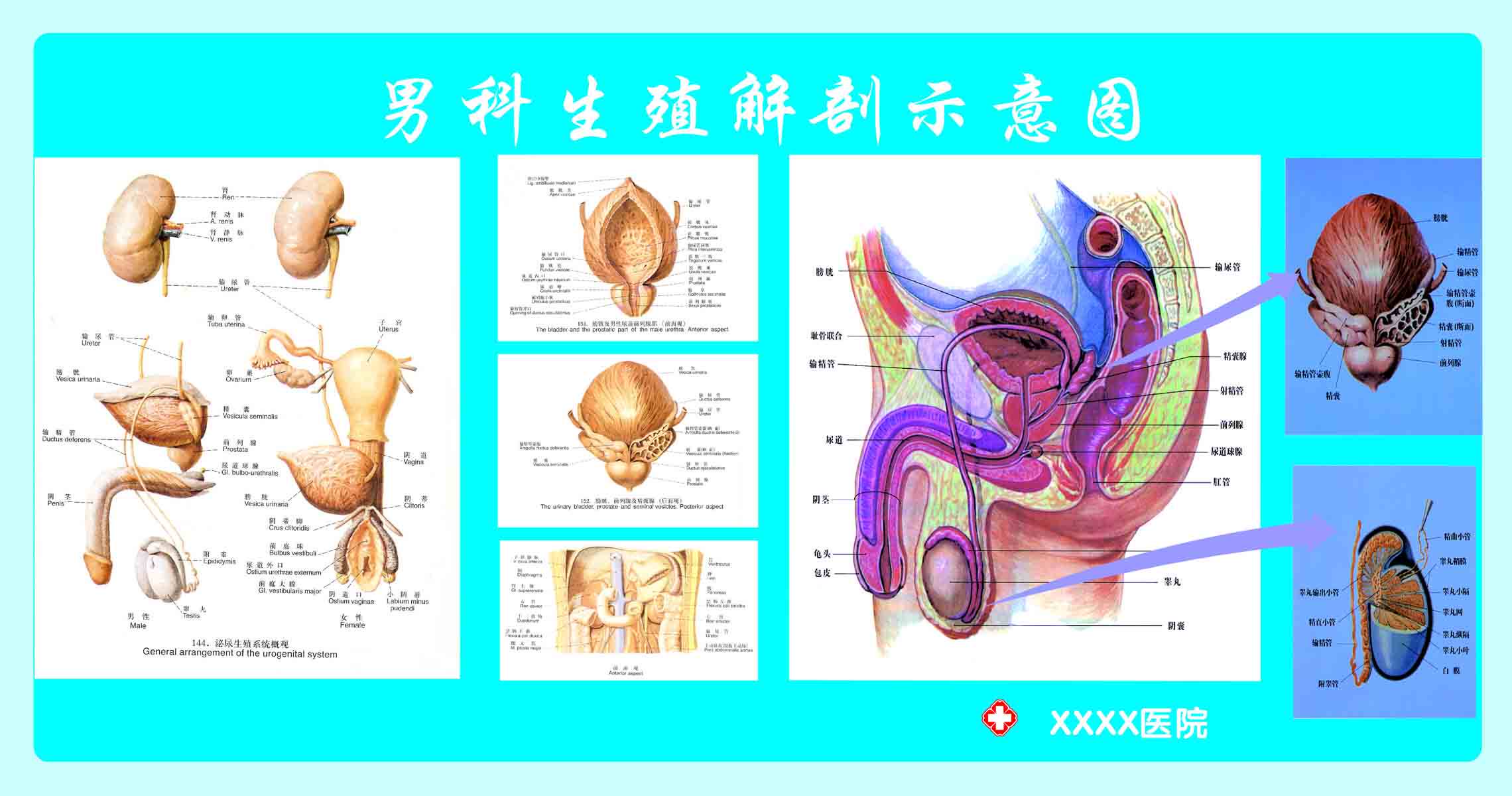 海报印制305素材人体器官展板97男科科生殖解剖图   cdr 非高清图