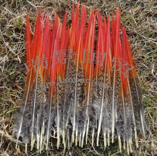 锦鸡红箭羽毛　DIY配件天然野鸡毛　羽毛饰品头饰配饰　服装辅料