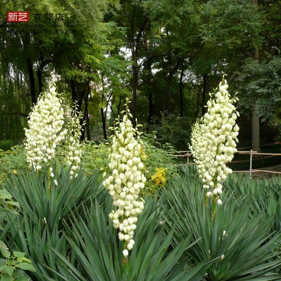 剑麻苗凤尾丝兰剑麻花白如玉叶似剑护院植物剑麻花苗篱笆苗防贼