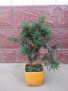 有氧常绿植物花卉 日本罗汉松树苗 净化空气 防辐射盆栽庭院均可