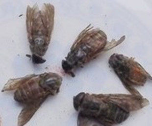 诚信堂中药材 牤虫 牛牤虫  牛虻  虻虫  大牛虻虫 200克包邮