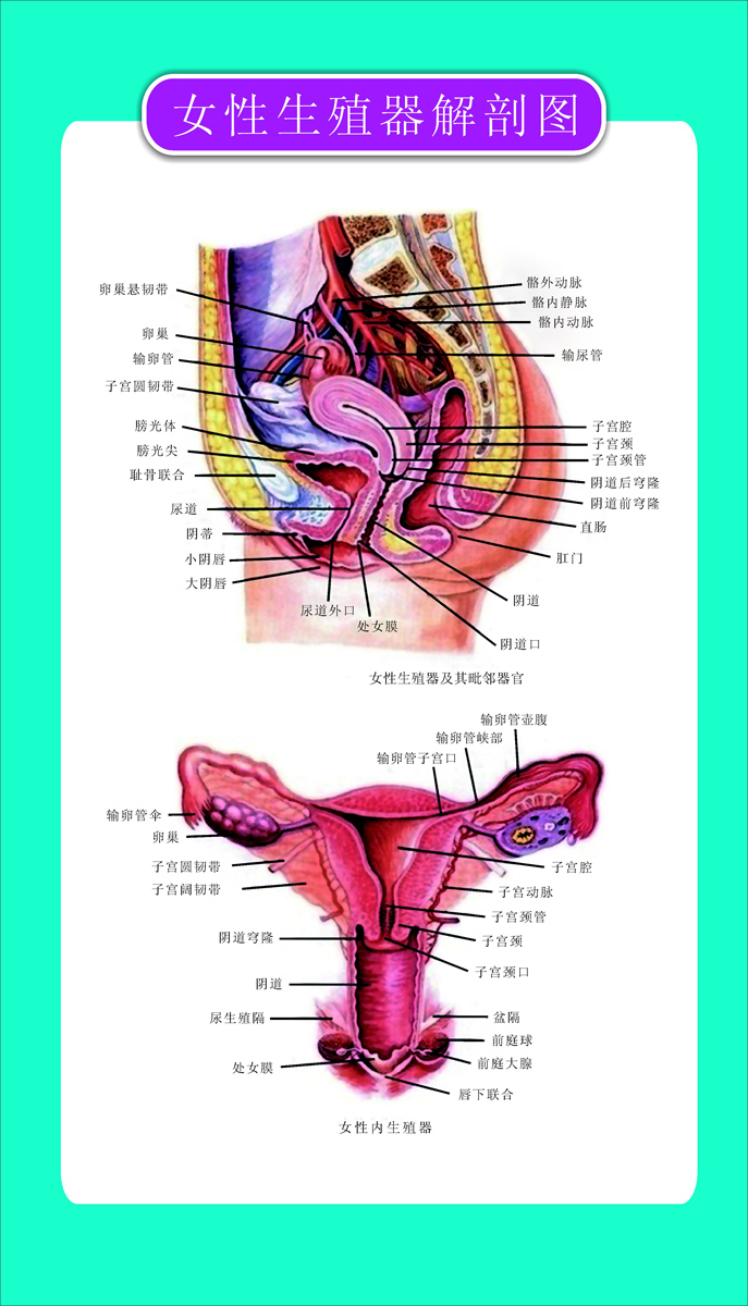 海报印制93素材健康展板247女性生殖器官解剖图