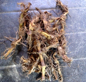 包邮野生茭白根 祛干火 流鼻血 治烦 解酒 消食   晒干250g