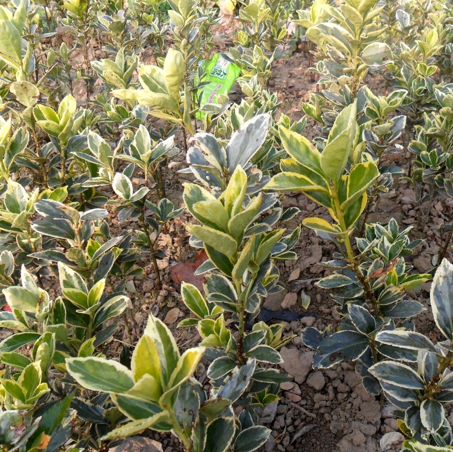 绿化灌木篱笆植物冬青金边黄杨