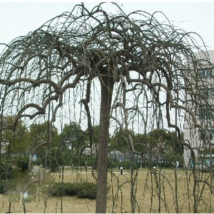 庭院植物 绿化苗木*龙爪槐*垂枝槐 工程绿化树苗 行道树